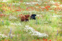 Two Miniature Dexter cows, one brown and one black in colour, standing in a flower meadow