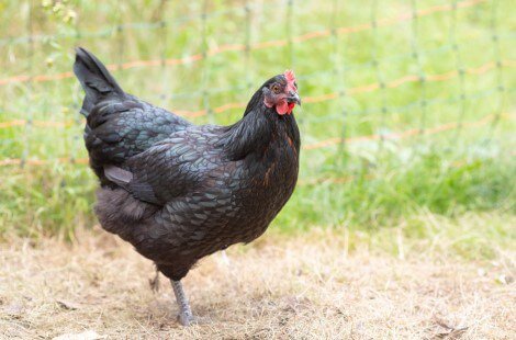 Poultry Breeds   - Small Farm Canada