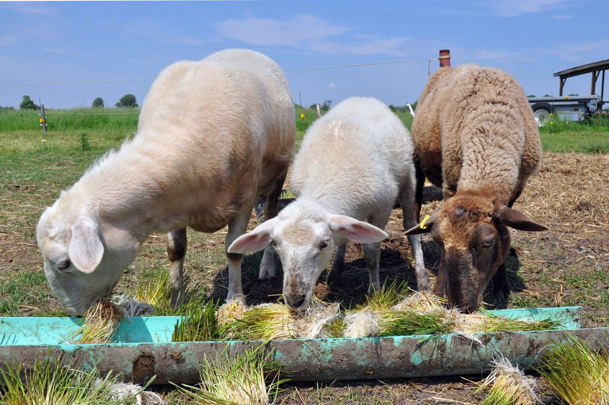 Types Of Fodder Grass In Kenya