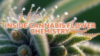 Inside Cannabis Flower Chemistry