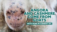 Angora and Cashmere Come from Goats