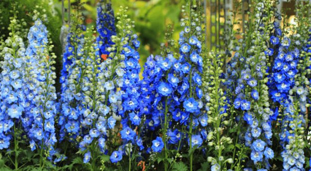 Growing Delphinium 