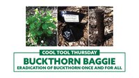 Buckthorn Baggie, eradication of buckthorn once and for all