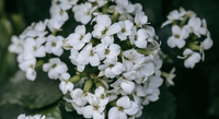 Alyssum