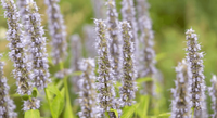 Agastache