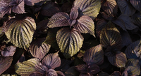 Shiso