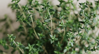 Thyme