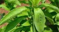 Stevia