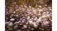 wild flowers