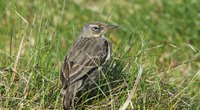 bird in a field