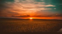 sunset over grass field