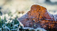 Frost on a leaf in a garden