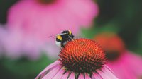 Bumblebee on flower