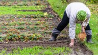 Is it too late to plant garlic?