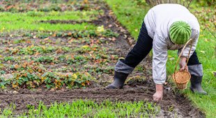 Is it too late to plant garlic?