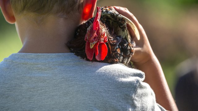 Avian influenza concerns grow as youth diagnosed in B.C.