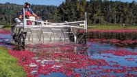 Riverside Cranberry jelly