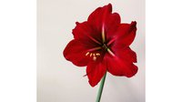 Amaryllis-pexels-emma-tu-11671367.jpg