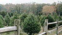 Christmas tree farm