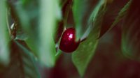 Cherry ready to be picked