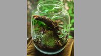 Terrarium