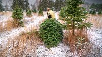 How to care for a cut Christmas tree