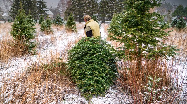 How to care for a cut Christmas tree