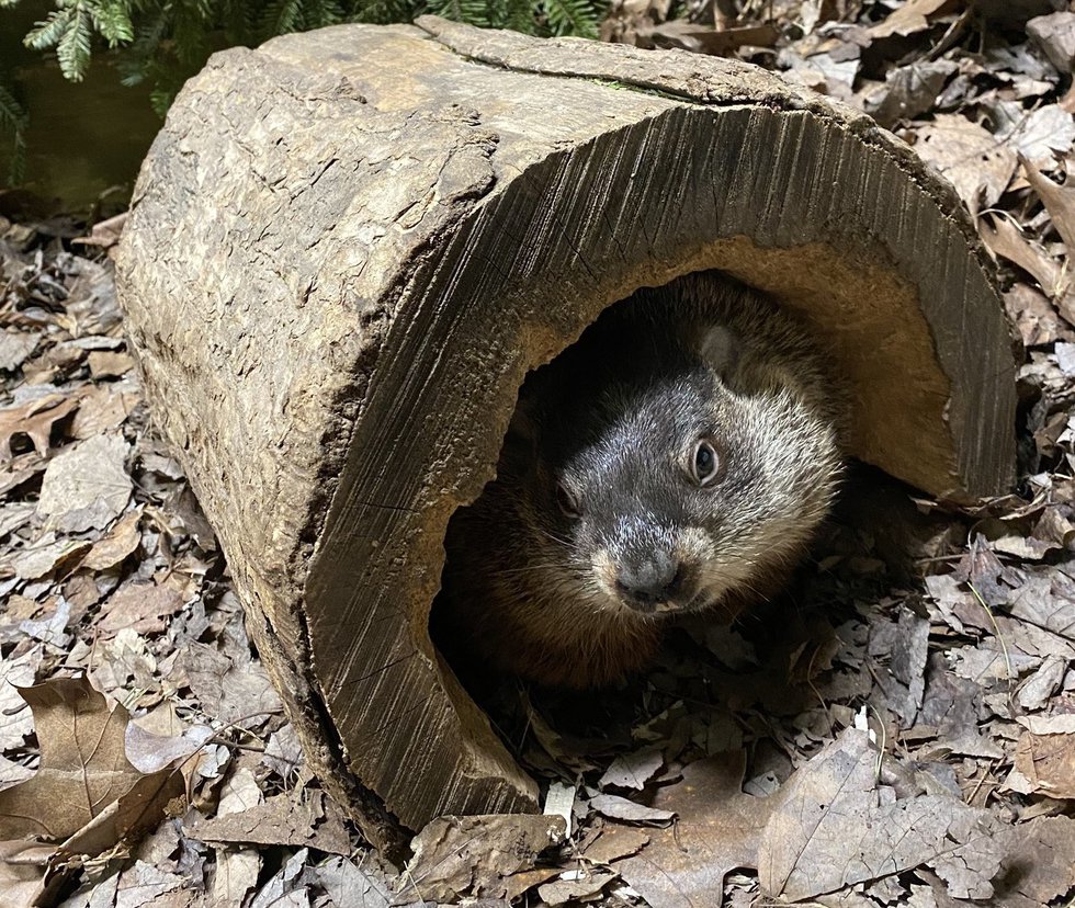 Groundhog Day Predictions from Across Canada What are the Experts